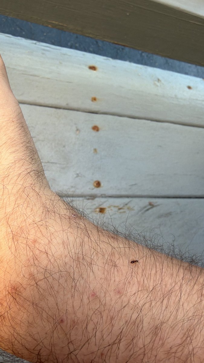 cvjr2003's tweet photo. I love ants https://t.co/NzJklt2cc7