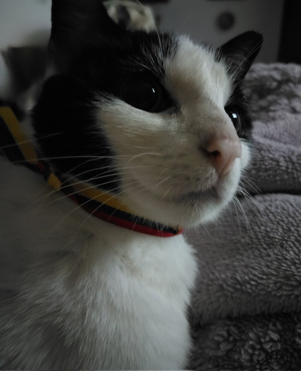 hsecstasy's tweet photo. @bestperritofan @Aleja_HD si https://t.co/2xFIxZRiij