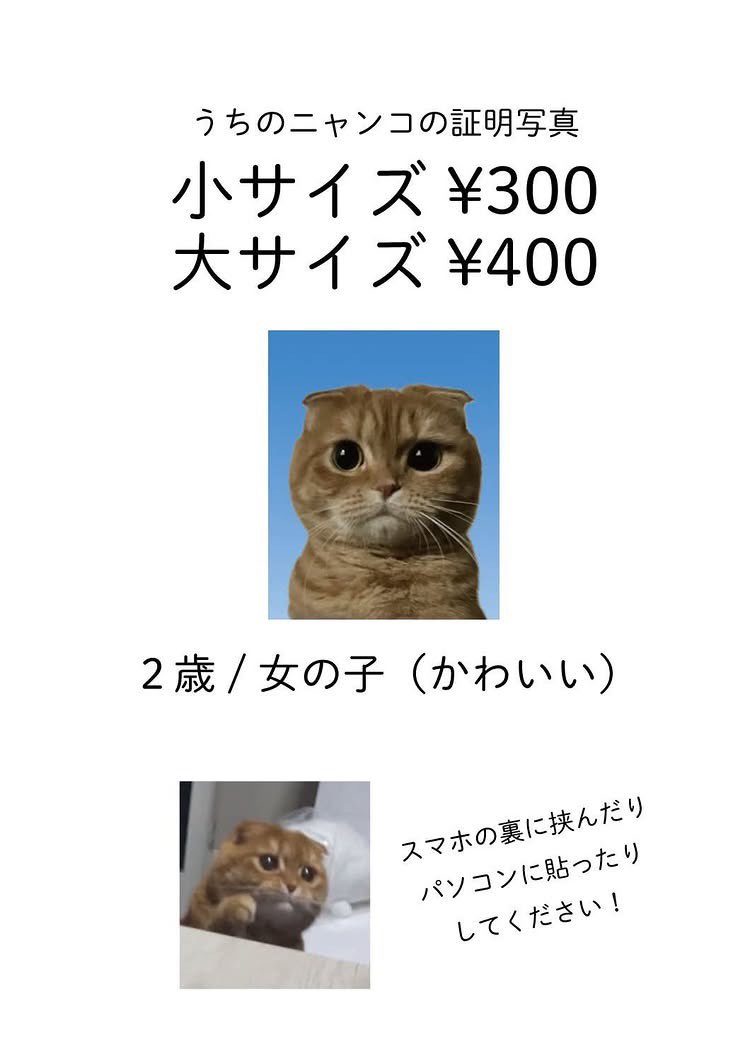 FUNKSAPPORO's tweet photo. うちのニャンさんの
証明写真ステッカーを
店頭限定で、販売してます。 https://t.co/fpk9SudxXm