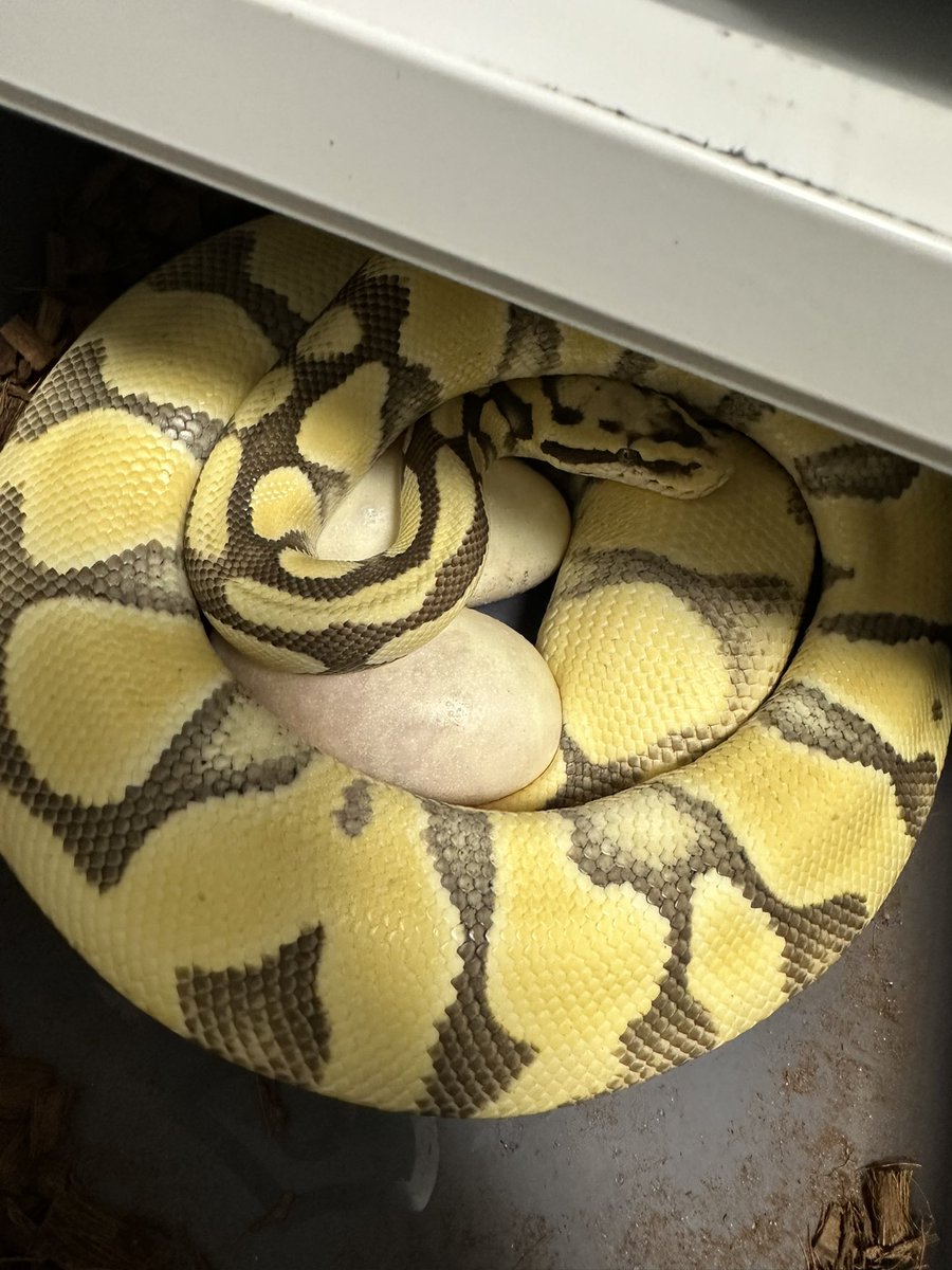 RIMAMorphs's tweet photo. 2クラッチ目✨✨✨
good 5 eggs🥚
Morph Jungleペアからの３重劣性かSire JPCBから４重劣性へのhet取りよ来いっ！！(夢見🤤) https://t.co/BM8ZAU0SYL