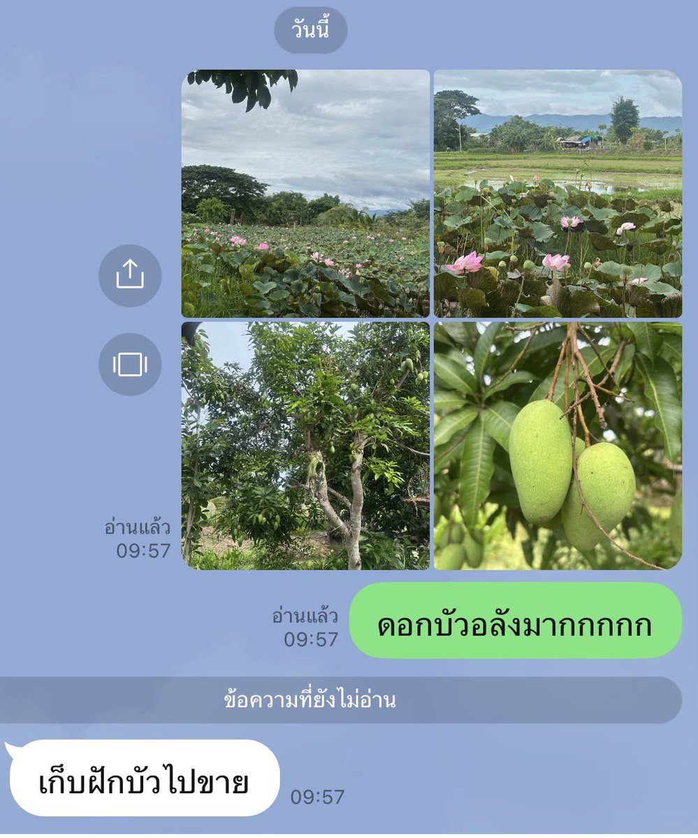 2yfly13_'s tweet photo. กลับมาอยู่เชียงราย ล่าสุดแม่บอกใหิชั้นเก็บฝักบัวไปขาย 😬🥹🫠 https://t.co/5BIaLlsYC8