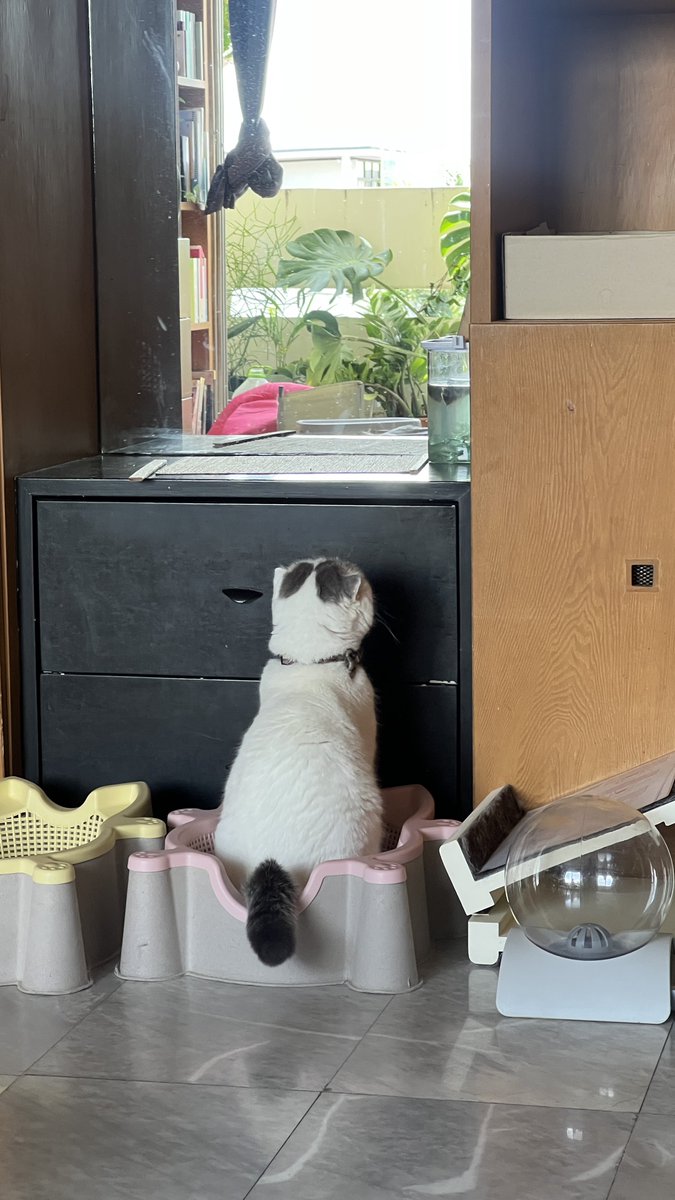 awwwfluffy's tweet photo. นั่งตุ๊มุดูพิปลาคับ https://t.co/D7wBQXQa5E