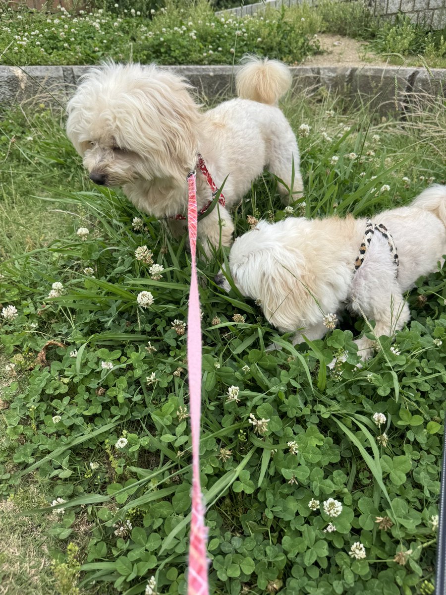 yak_kus's tweet photo. 休憩ついでに草食べ兄弟

#犬がいる幸せ #犬のいる生活 #犬 #愛犬 
#犬好きな人と繋がりたい #ミックス犬 
#トイプードル x #ポメラニアン #ポメプー https://t.co/UokysvhPPK