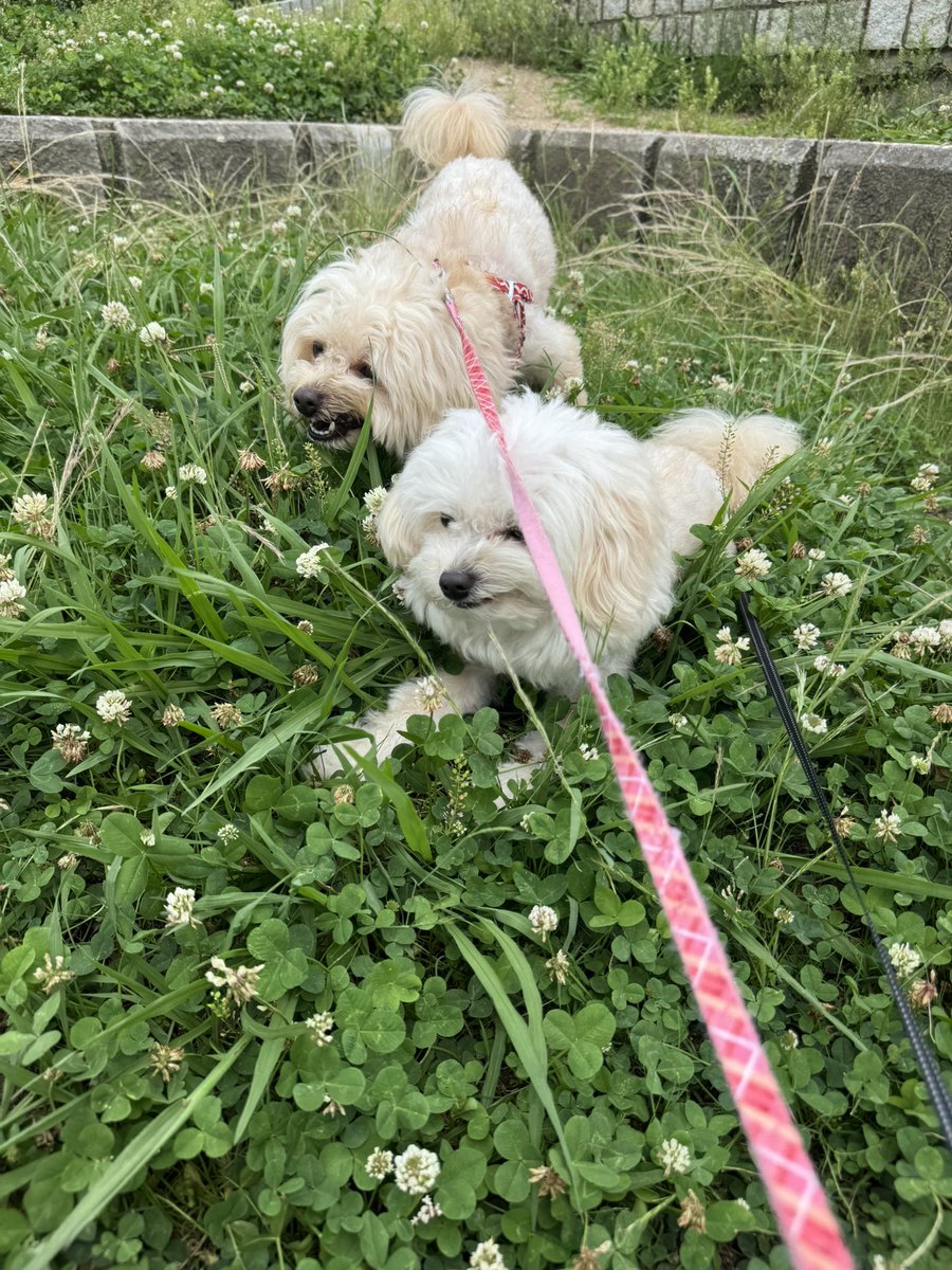 yak_kus's tweet photo. 休憩ついでに草食べ兄弟

#犬がいる幸せ #犬のいる生活 #犬 #愛犬 
#犬好きな人と繋がりたい #ミックス犬 
#トイプードル x #ポメラニアン #ポメプー https://t.co/UokysvhPPK