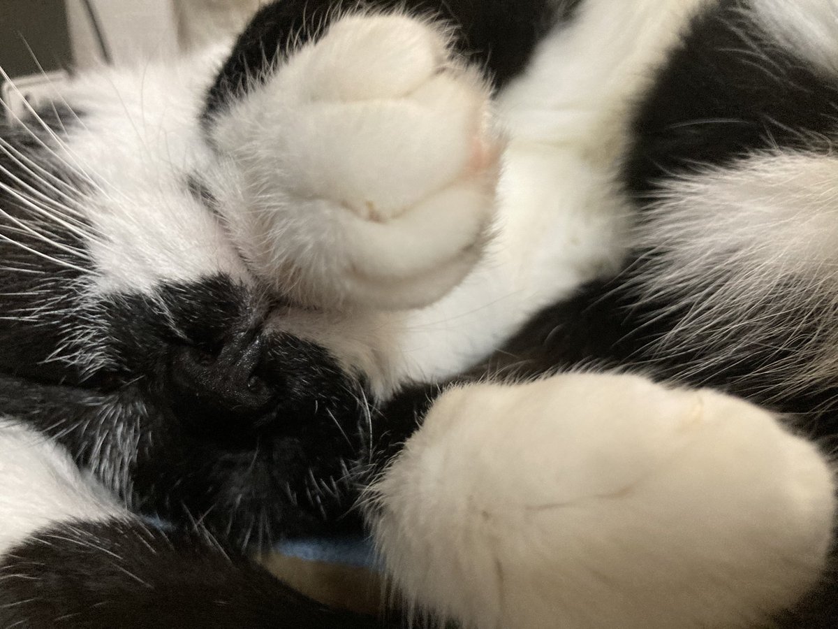 Post by 鰤臼 on X: 画面いっぱいの猫