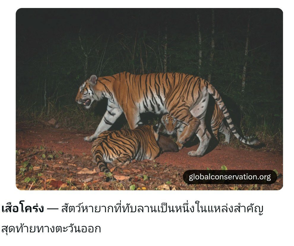 7o2gether4ever's tweet photo. #Saveทับลาน คือกระแสเรียกร้องให้ช่วยกันปกป้องพื้นที่อุทยานแห่งชาติทับลาน (Thap Lan National Park) ซึ่งเป็นป่าลานผืนสุดท้ายของประเทศไทยและส่วนหนึ่งของมรดกโลกทางธรรมชาติ “กลุ่มป่าดงพญาเย็น-เขาใหญ่” (UNESCO World Heritage Site ตั้งแต่ปี 2548) https://t.co/2J5b0pVYGv
