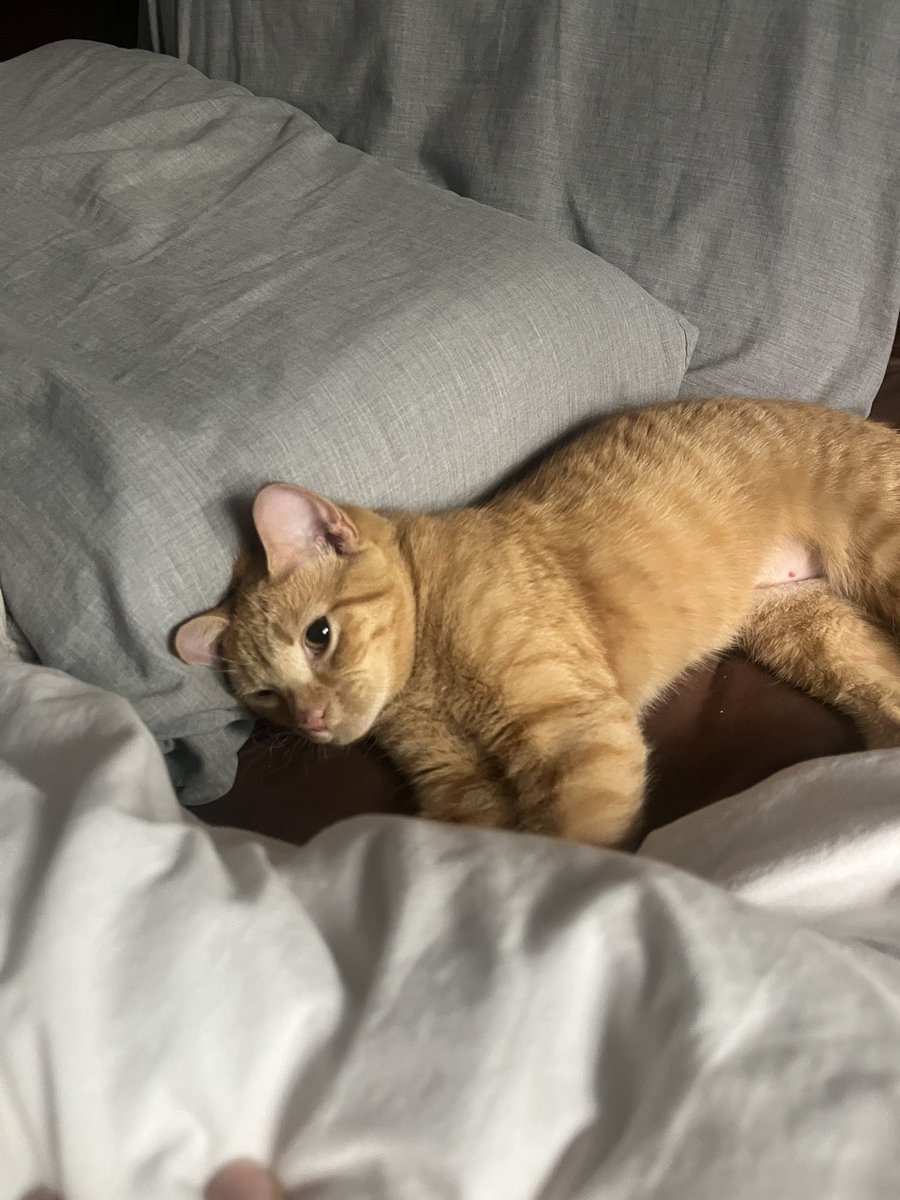 pollisaarnan's tweet photo. new family member :) https://t.co/bZh4Clx2E8