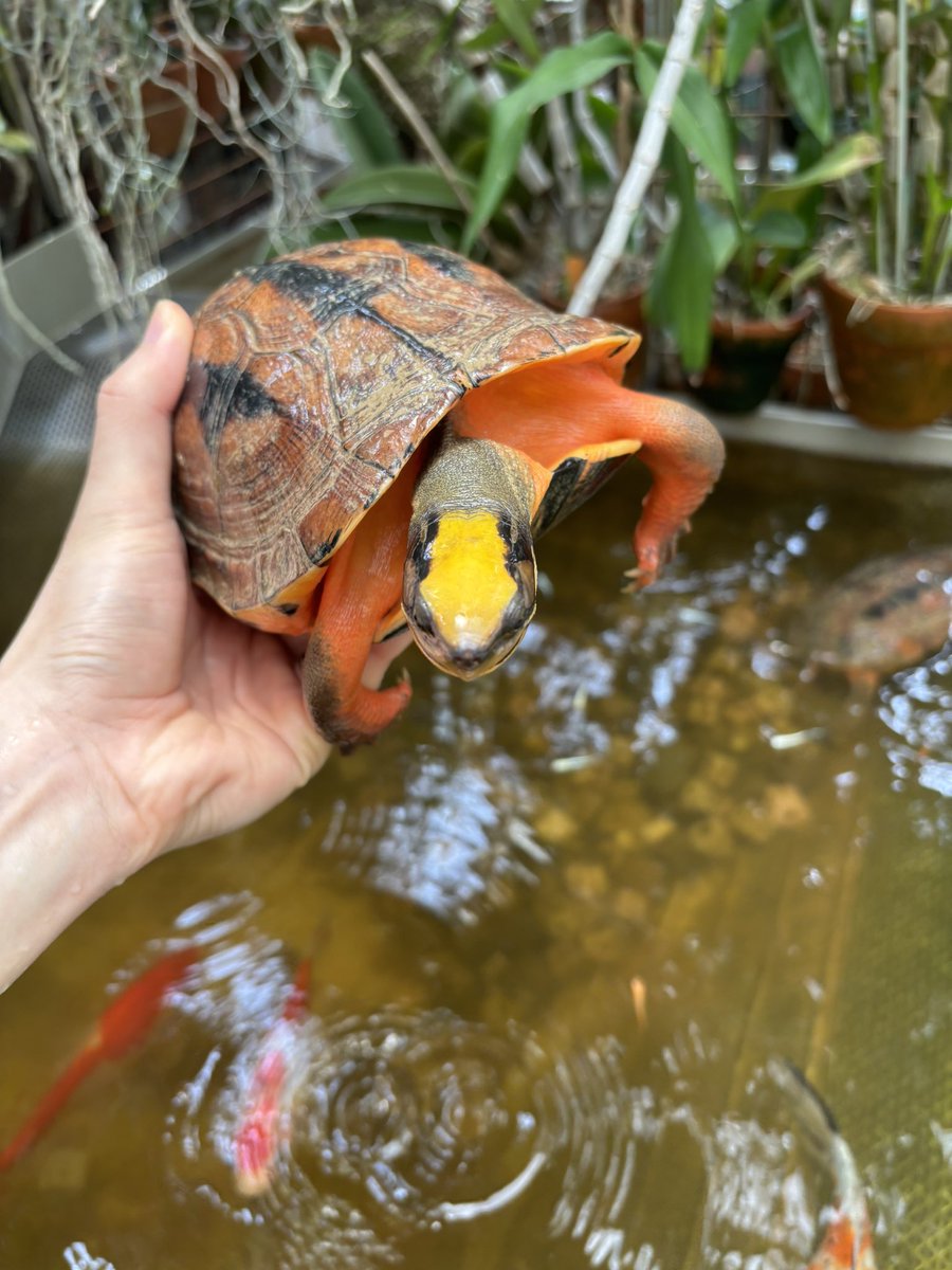 XikaiYan's tweet photo. I raise licensed Cuora trifasciata luteocephala (Hainan Three‑striped Box Turtles).
#ハイナンミスジハコガメ https://t.co/b82pXtD3Rx