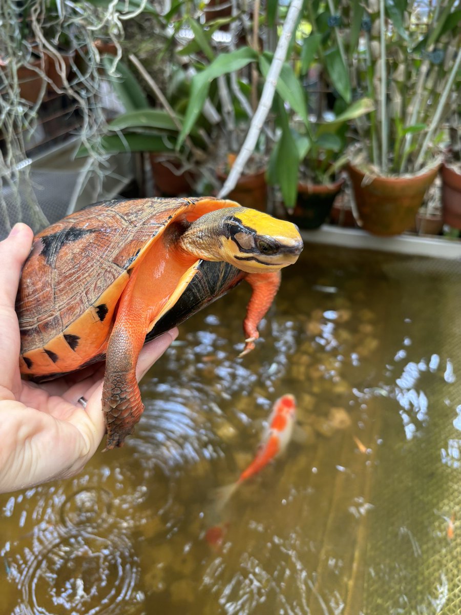 XikaiYan's tweet photo. I raise licensed Cuora trifasciata luteocephala (Hainan Three‑striped Box Turtles).
#ハイナンミスジハコガメ https://t.co/b82pXtD3Rx
