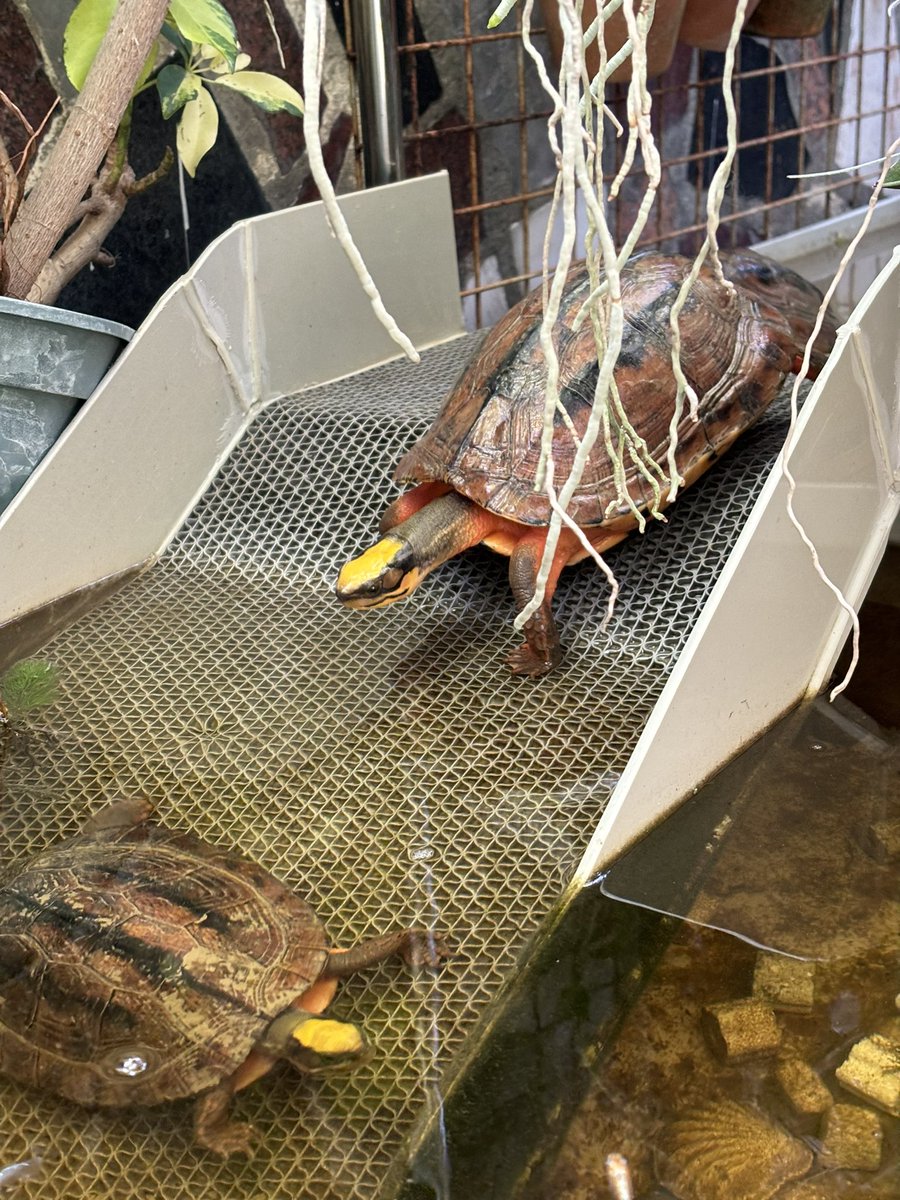 XikaiYan's tweet photo. I raise licensed Cuora trifasciata luteocephala (Hainan Three‑striped Box Turtles).
#ハイナンミスジハコガメ https://t.co/b82pXtD3Rx