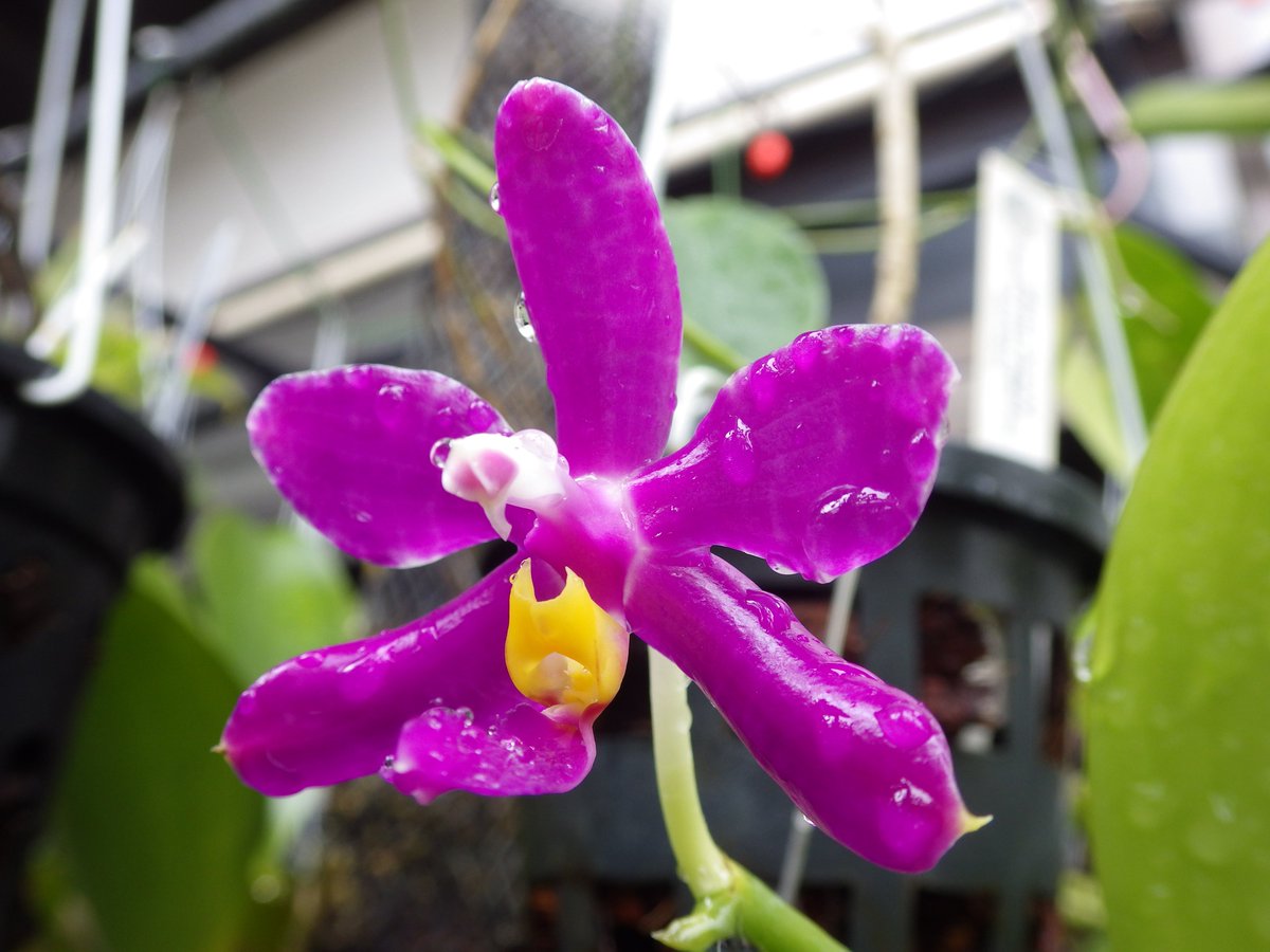 yofukukan's tweet photo. Phalaenopsis pulchra.
Infanta, Quezon, Luzon, Philippines. https://t.co/BF0BWcm4CG