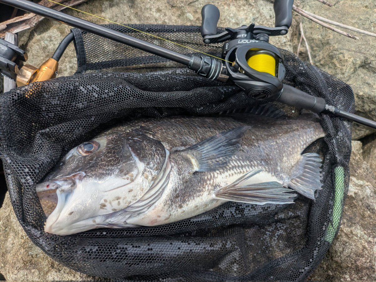 Ina_fishing_ch's tweet photo. デケェ https://t.co/wcvqlcNngf