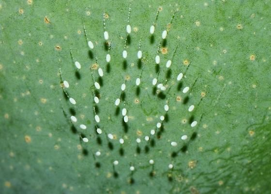 tenohtoo's tweet photo. @lilyaneblog In the States, we have the green lacewing.  It lays similar eggs, but always in a spiral. https://t.co/kPA3Z1DMEU