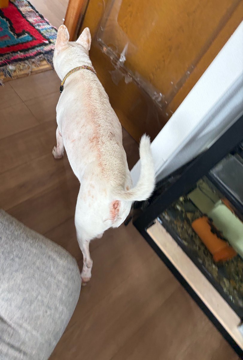 Pukei_thaidog's tweet photo. ベランダにカラスの気配がして、モヒカンを立て、颯爽とベランダに向かう頼もしい背中 https://t.co/zJIYtUTmvU