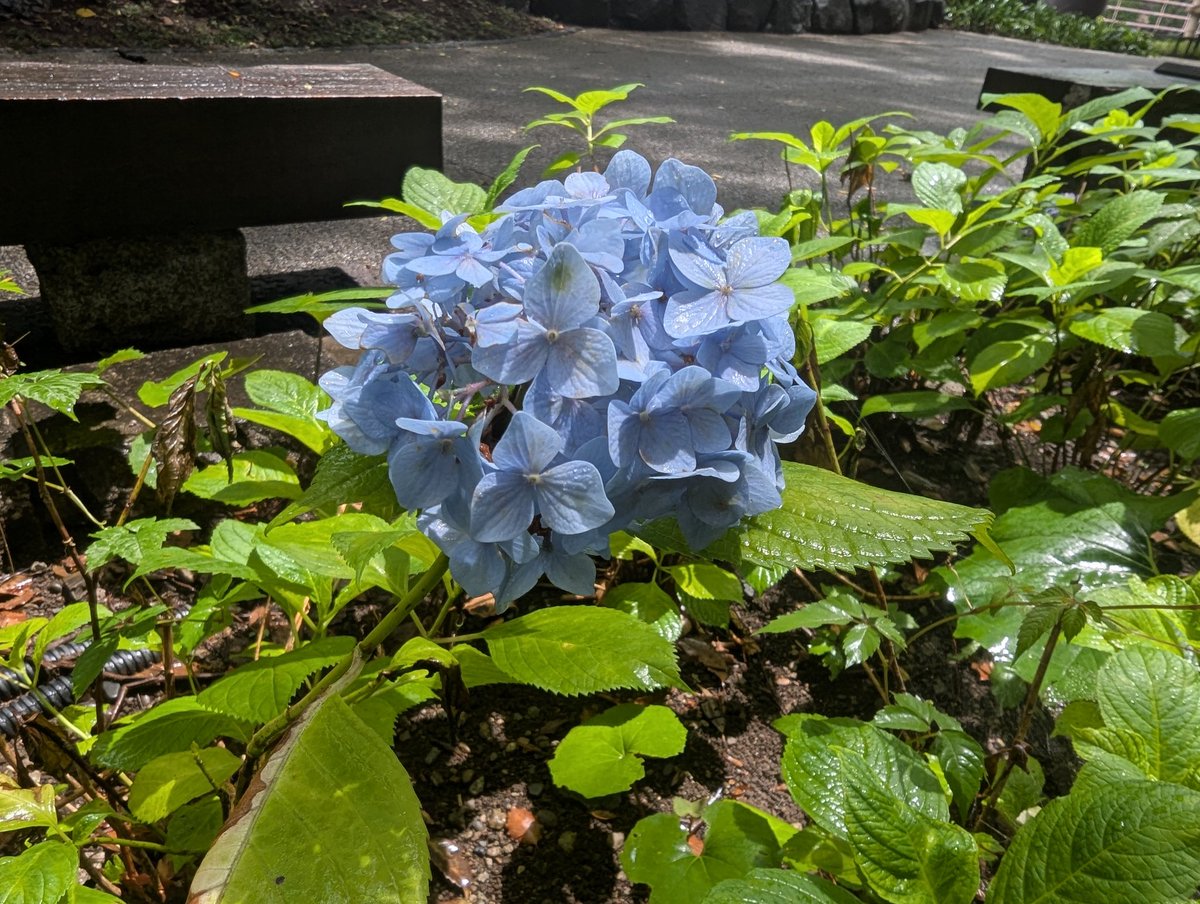 SyncHack's tweet photo. 紫陽花 https://t.co/347ihuW9iT