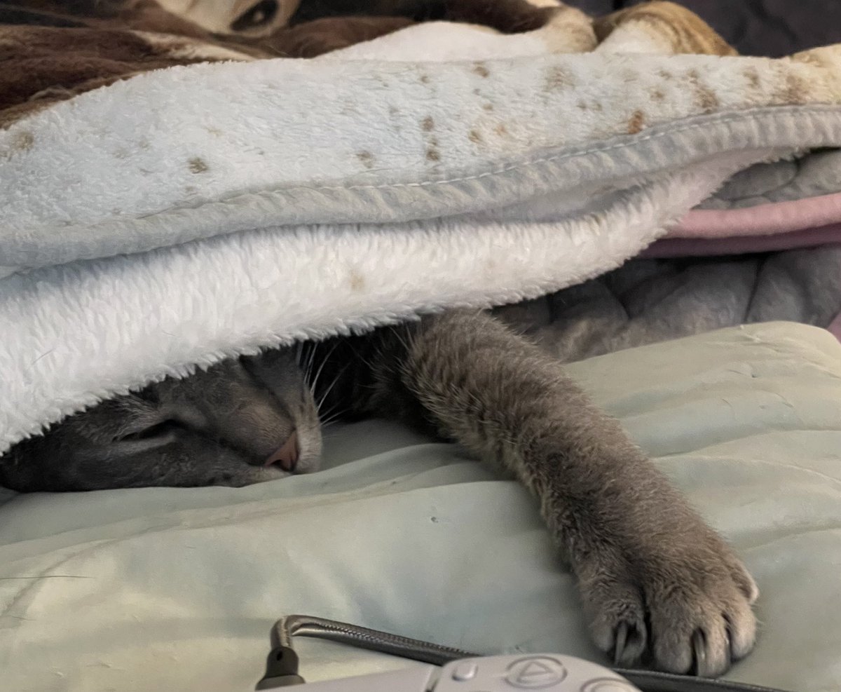 SeattleRob128's tweet photo. @PatsKam He’s a good boy!  Usually he’s under the blanket. https://t.co/nk4KOOU83P