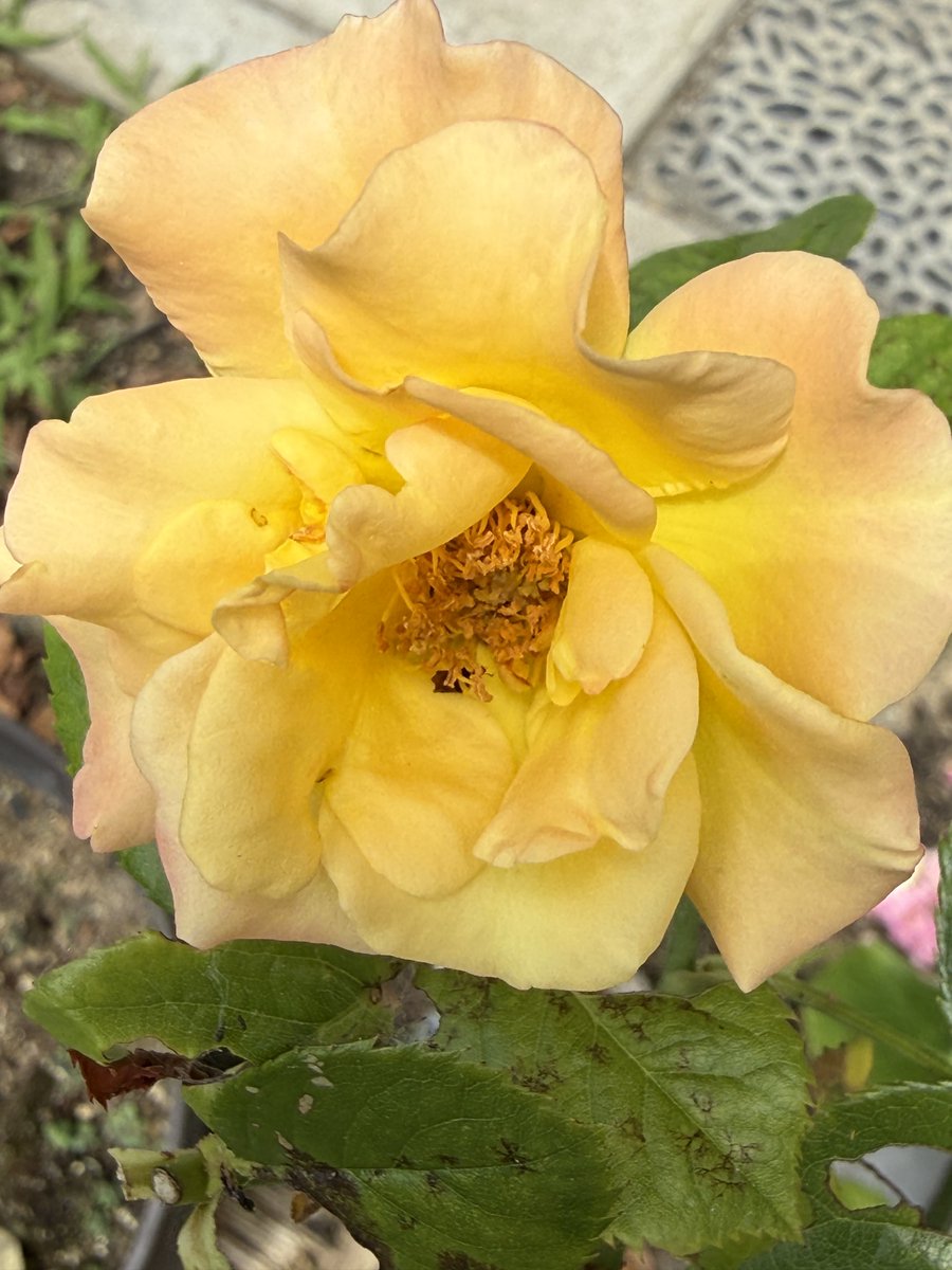 こんにちは😃 今日咲いてたバラです🌹