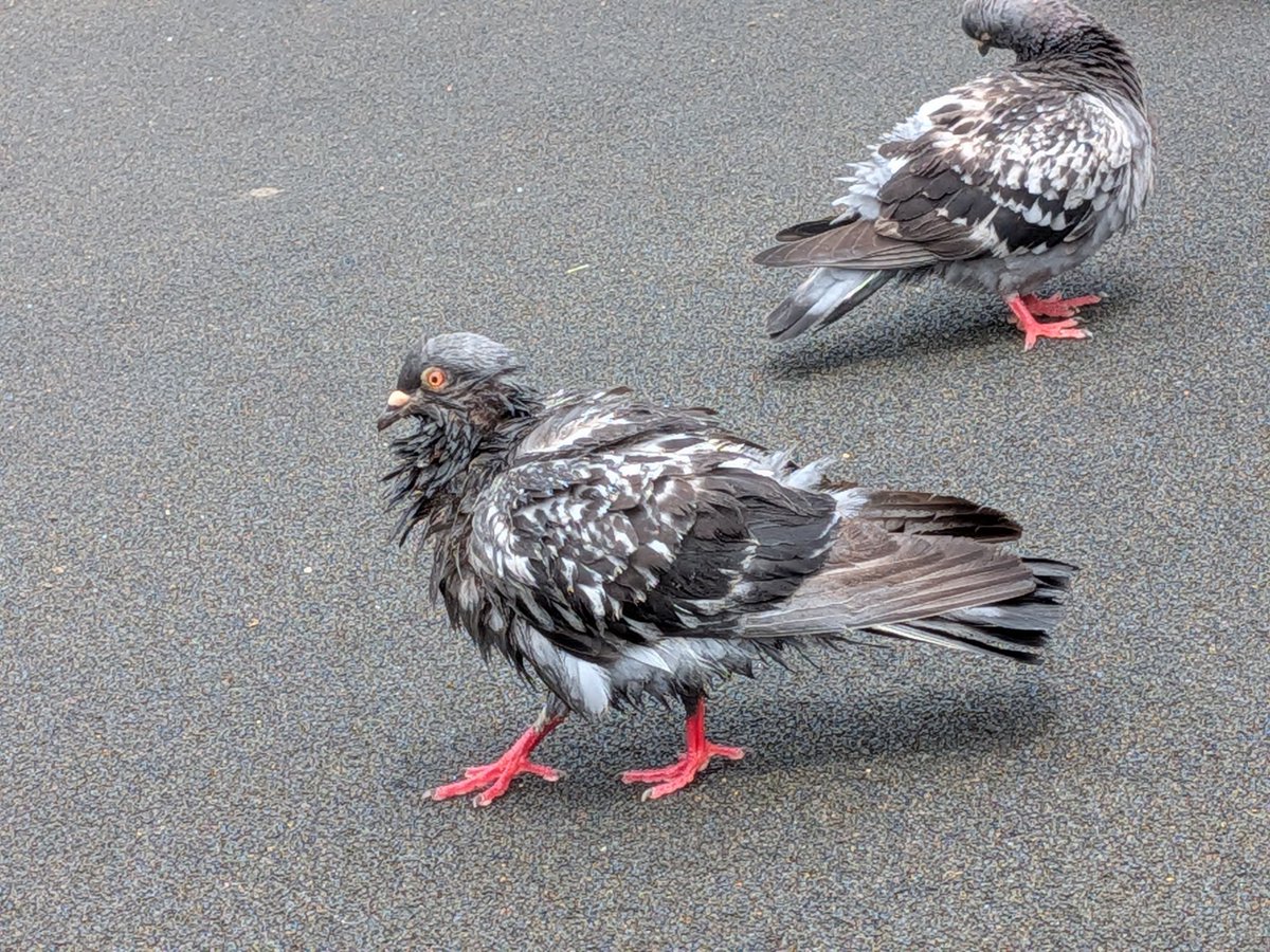 saneyaro112's tweet photo. 雨止んだから鳩が降りてきたんだけど、雨に濡れてボサボサになってた
あんまり見たことないな
この後毛繕いして数分でいつもの鳩になってた https://t.co/eJZA15vLmm