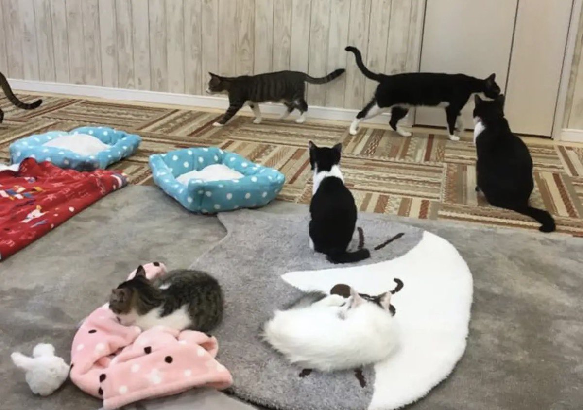 pmr_pull's tweet photo. ねこかふぇ

僕はここで生涯終えます https://t.co/J6efM2iJvg