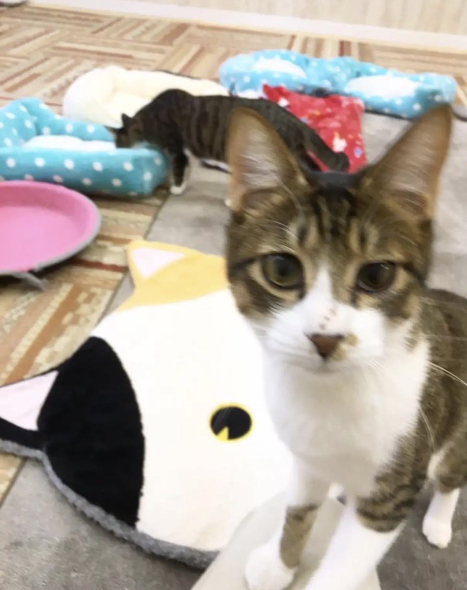 pmr_pull's tweet photo. ねこかふぇ

僕はここで生涯終えます https://t.co/J6efM2iJvg