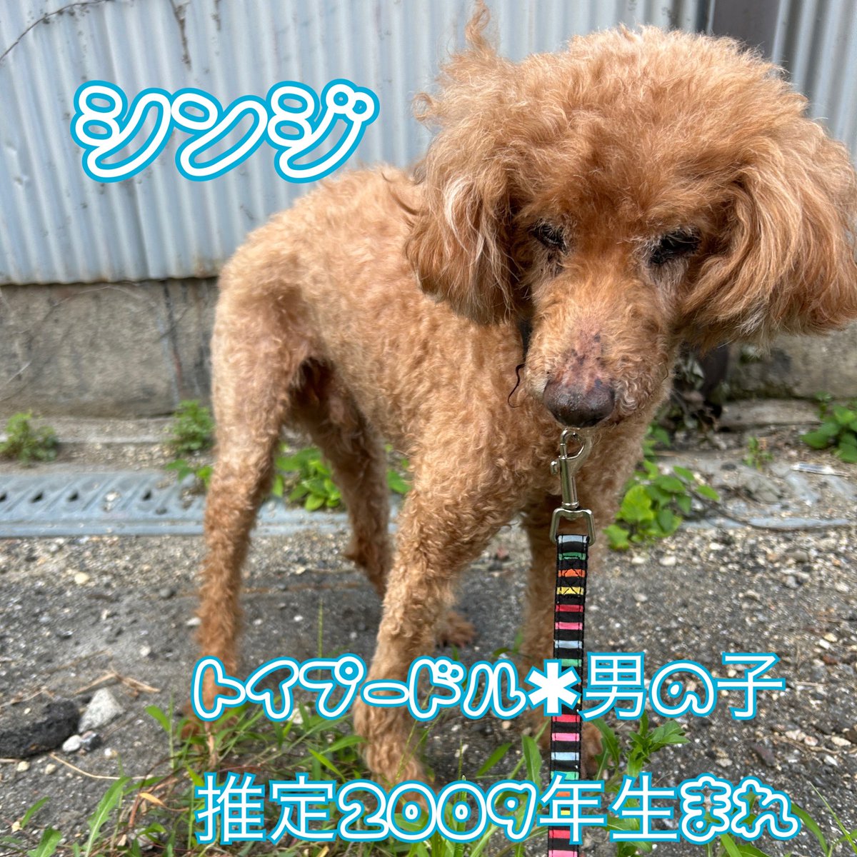 Pet_lovefive's tweet photo. #ラブファイブ里親募集中 
シンジくん！
長い足でお散歩では走ったりします！💖
草の匂いを嗅ぐのも大好きでお写真を撮る時なかなかこちらを向いてくれませんが向いてくれた時のお顔はとっても可愛い！🥰
頭や顎をヨシヨシされるの大好き！🫶
シンジくんを沢山撫でてくれるお家が見つかりますように🍀 https://t.co/x7jGf4Zec5