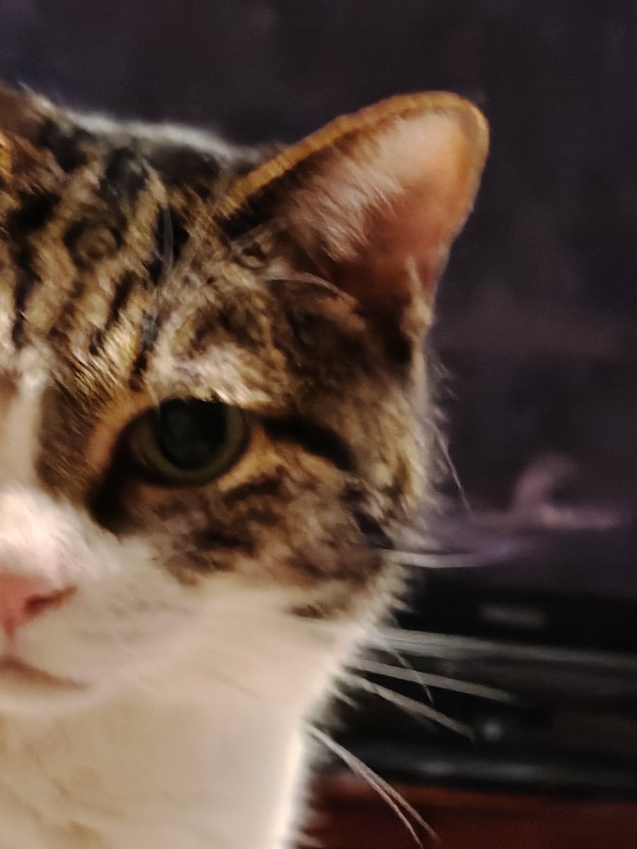 Fun_fighfine's tweet photo. びっくりしたフォルダに知らん猫の画像あると思ったら子が撮ったうちの猫だった、、やっぱり子が撮る写真は別角度で違う世界を見てるんだとわかる https://t.co/XEdsz66tF8