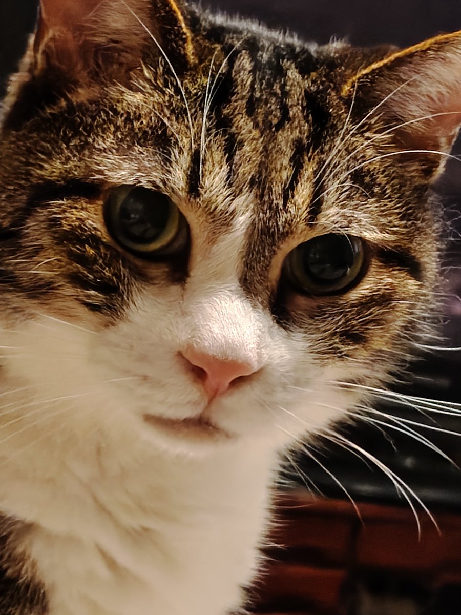 Fun_fighfine's tweet photo. びっくりしたフォルダに知らん猫の画像あると思ったら子が撮ったうちの猫だった、、やっぱり子が撮る写真は別角度で違う世界を見てるんだとわかる https://t.co/XEdsz66tF8