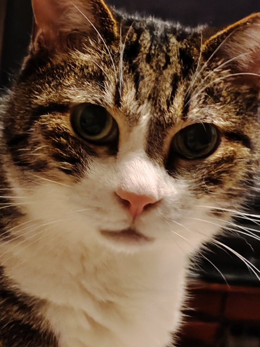 Fun_fighfine's tweet photo. びっくりしたフォルダに知らん猫の画像あると思ったら子が撮ったうちの猫だった、、やっぱり子が撮る写真は別角度で違う世界を見てるんだとわかる https://t.co/XEdsz66tF8