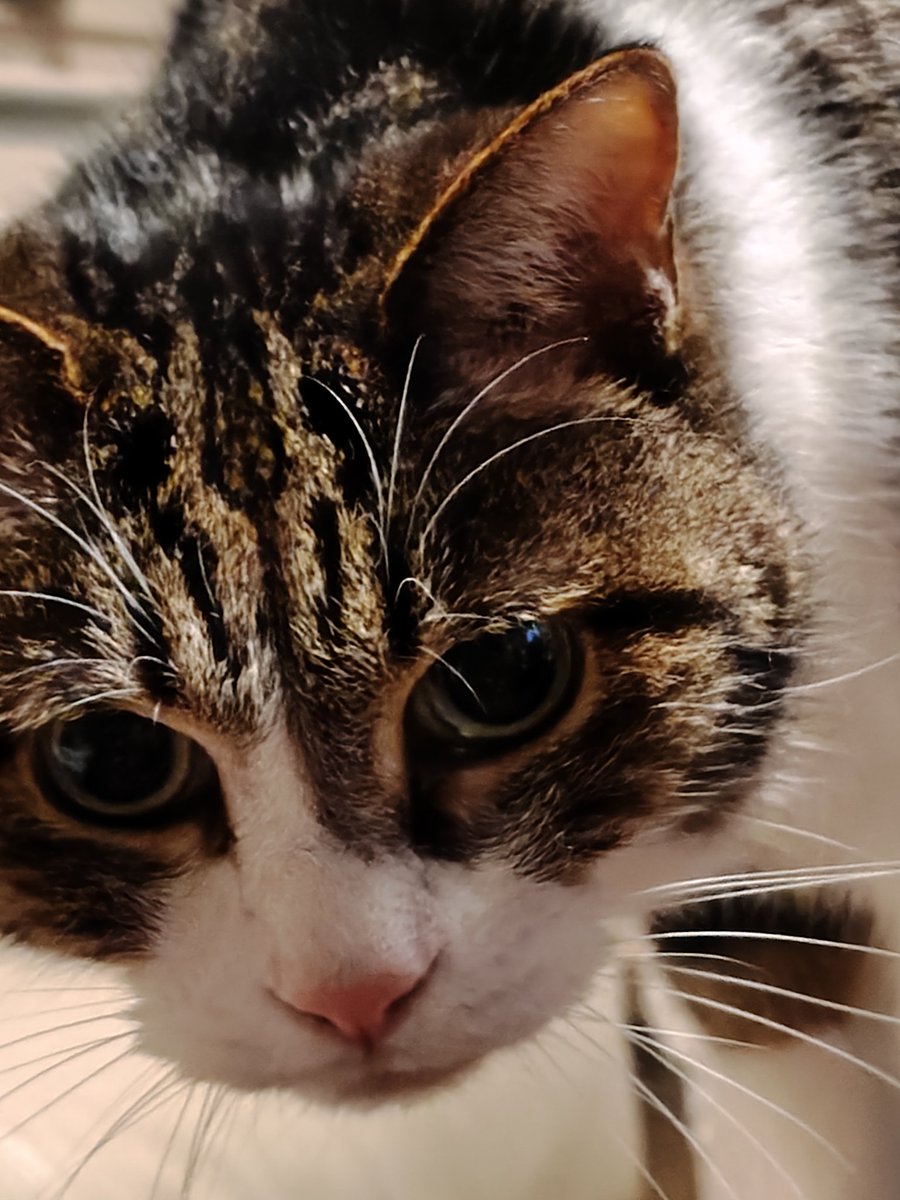 Fun_fighfine's tweet photo. びっくりしたフォルダに知らん猫の画像あると思ったら子が撮ったうちの猫だった、、やっぱり子が撮る写真は別角度で違う世界を見てるんだとわかる https://t.co/XEdsz66tF8