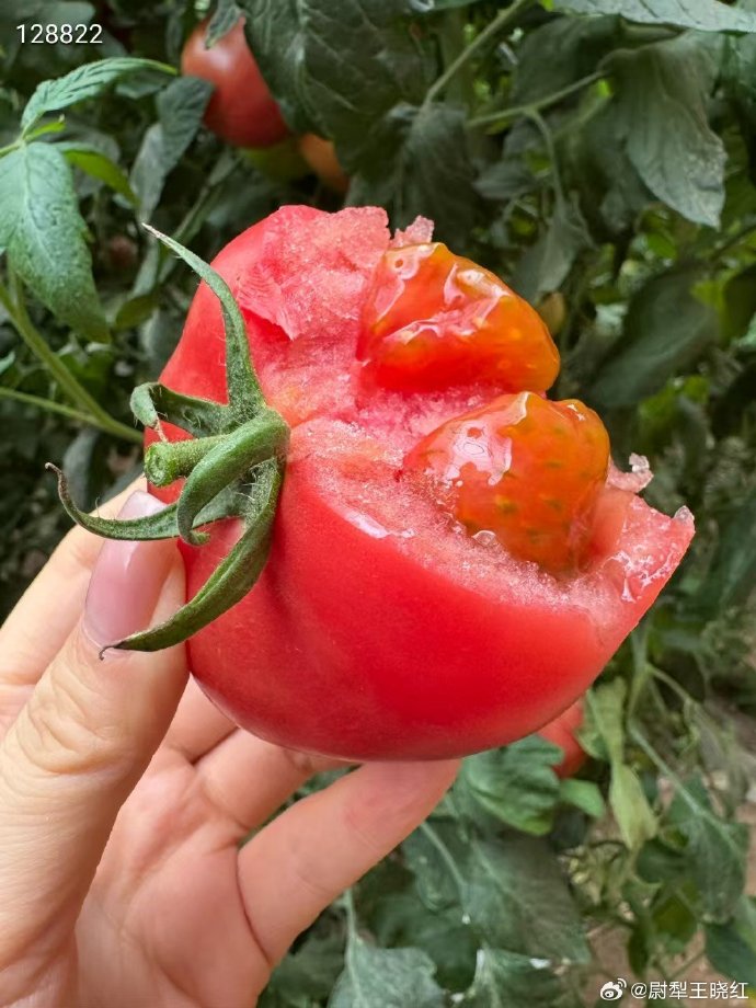 swanxii's tweet photo. Just tried the new organic cherry tomatoes from the local farmers’ market—super juicy, sweet, and zero weird aftertastes! Perfect for salads or quick snacks. https://t.co/UHuX7mSHRA