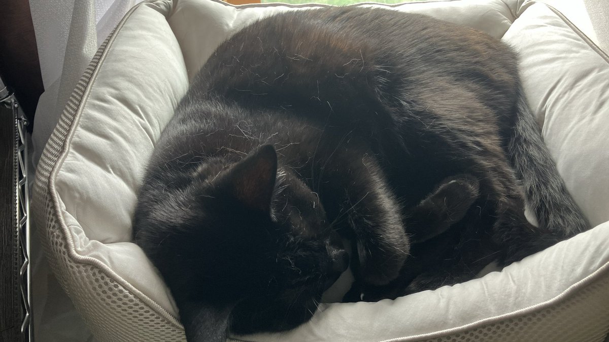 猫を家に迎えると決めてから、自分の部屋の間取りをあれこれ考えて
