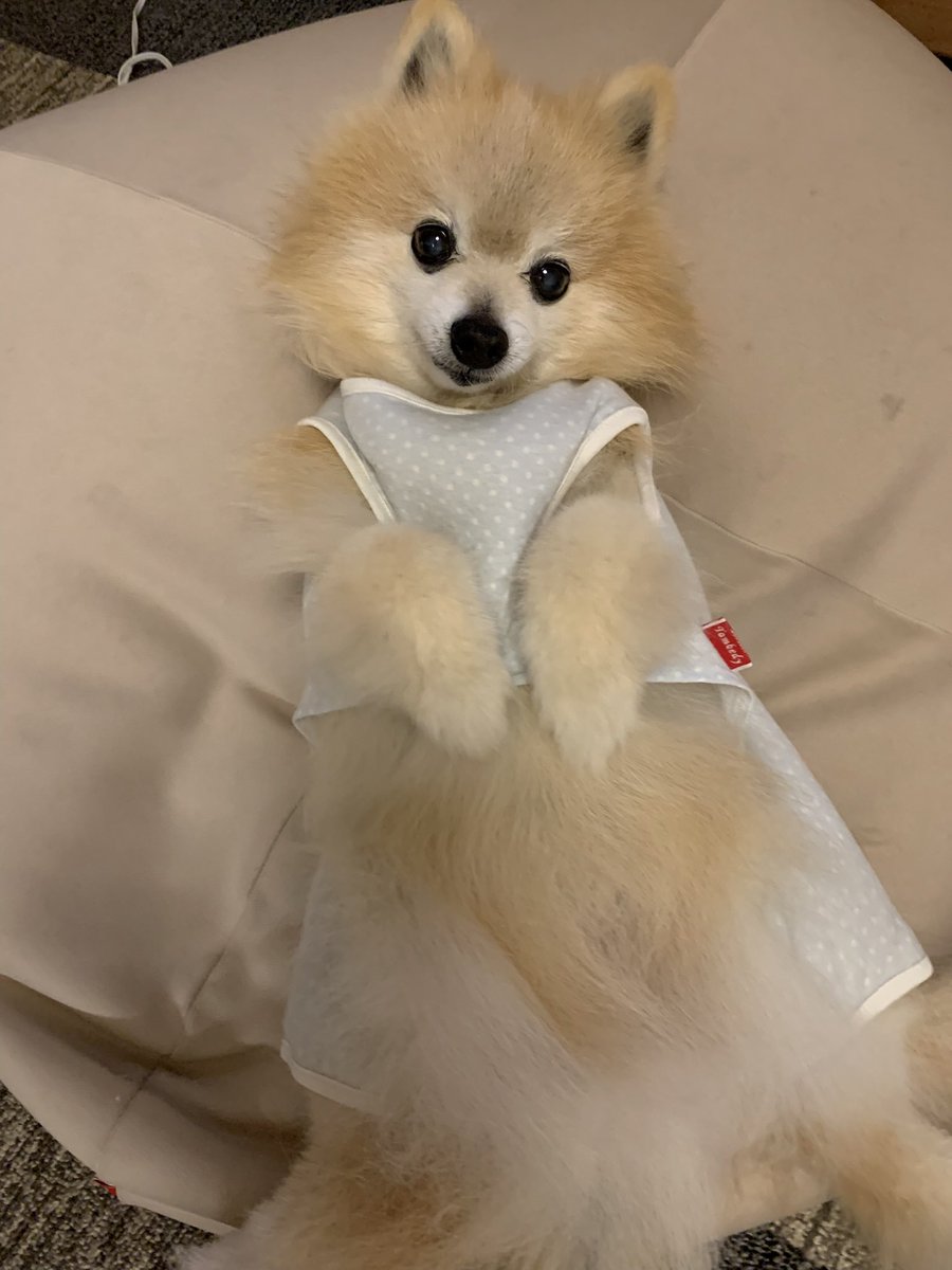 pooom_pom's tweet photo. こんにちは🐶 https://t.co/nBSqJ0n8kU