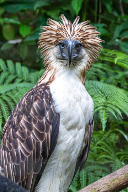 soulless009's tweet photo. Yasmine is really a Philippine Eagle / Haribon https://t.co/jPkQbwQAoj