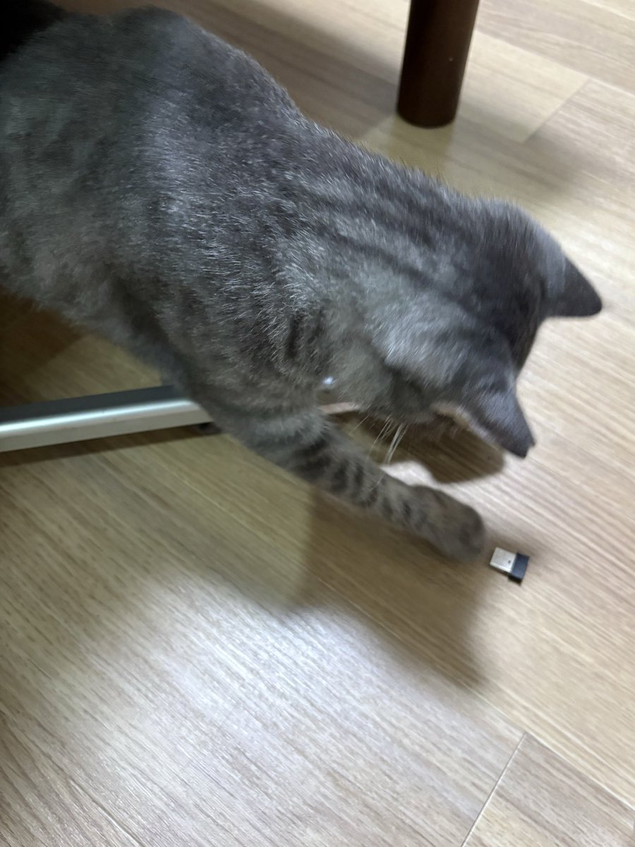 ko_ikd's tweet photo. マリモがずっと探してた
マウスのレシーバーが見つかった
お主が犯人か https://t.co/WirQReNefC
