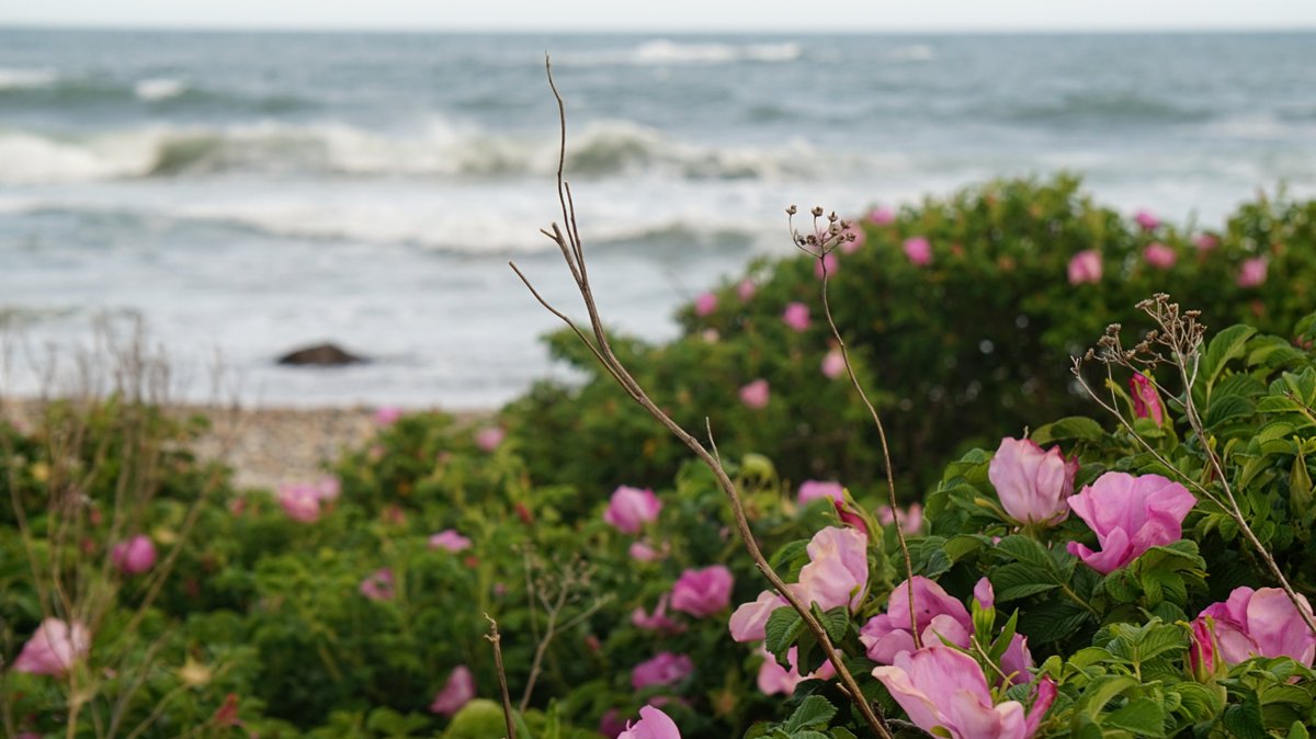 RobertDeFusco's tweet photo. coastal landscapes & seascapes
#color #photography #naturephotography #beach #ocean https://t.co/jJdZaRmjLn
