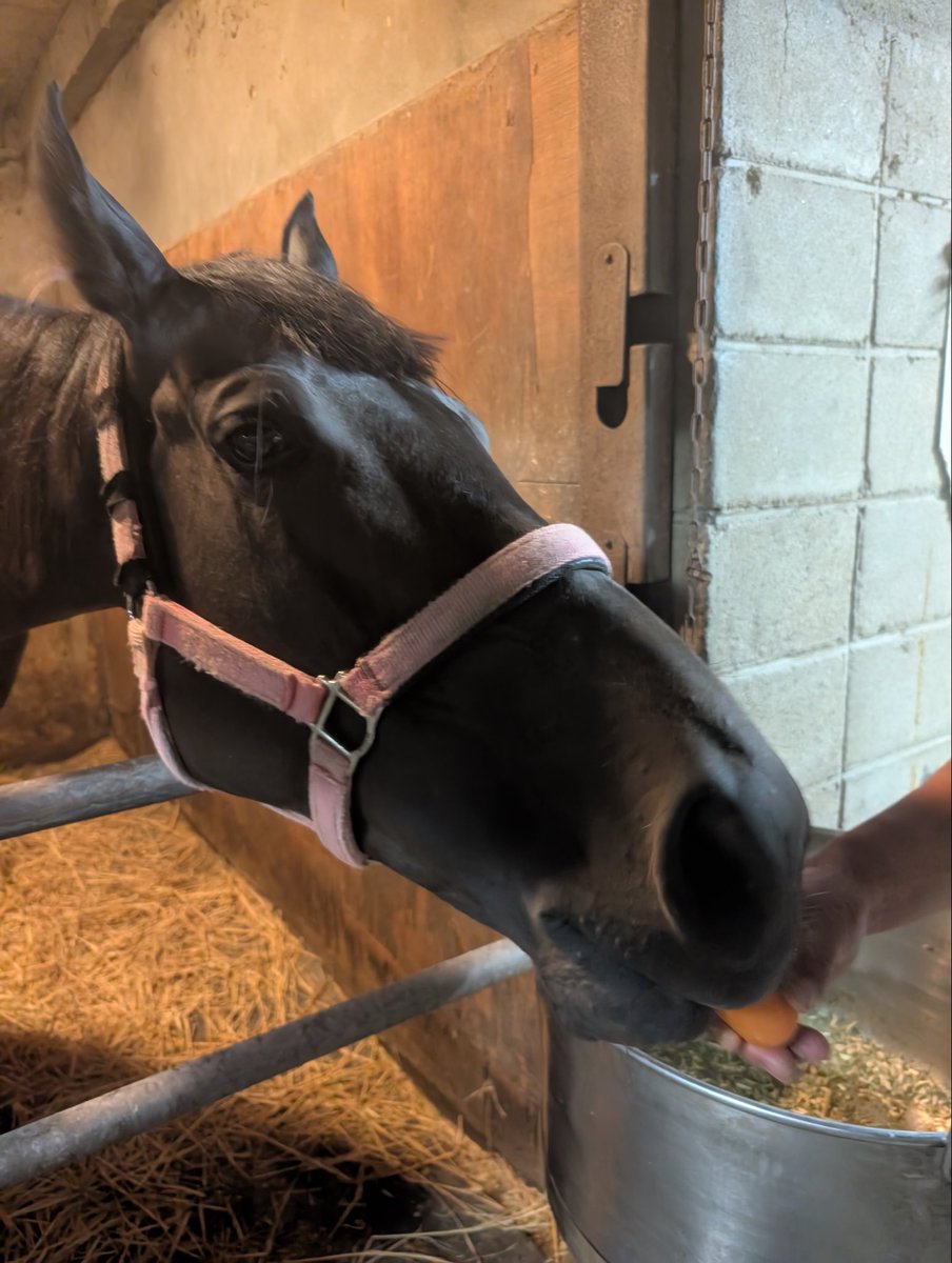 Xian99k's tweet photo. ④矢野厩舎

中津競馬場閉場後佐賀へ。
人参を食べてるお馬さんとくつろいでるお馬さんの写真が届きました。（名前わからず💦）そしてとても嬉しいとの声をいただきました。どうか応援よろしくお願いします。矢野厩舎様がこれからもご活躍されますよう祈っています。
現在の管理馬　16頭 https://t.co/kMb9WStrpK