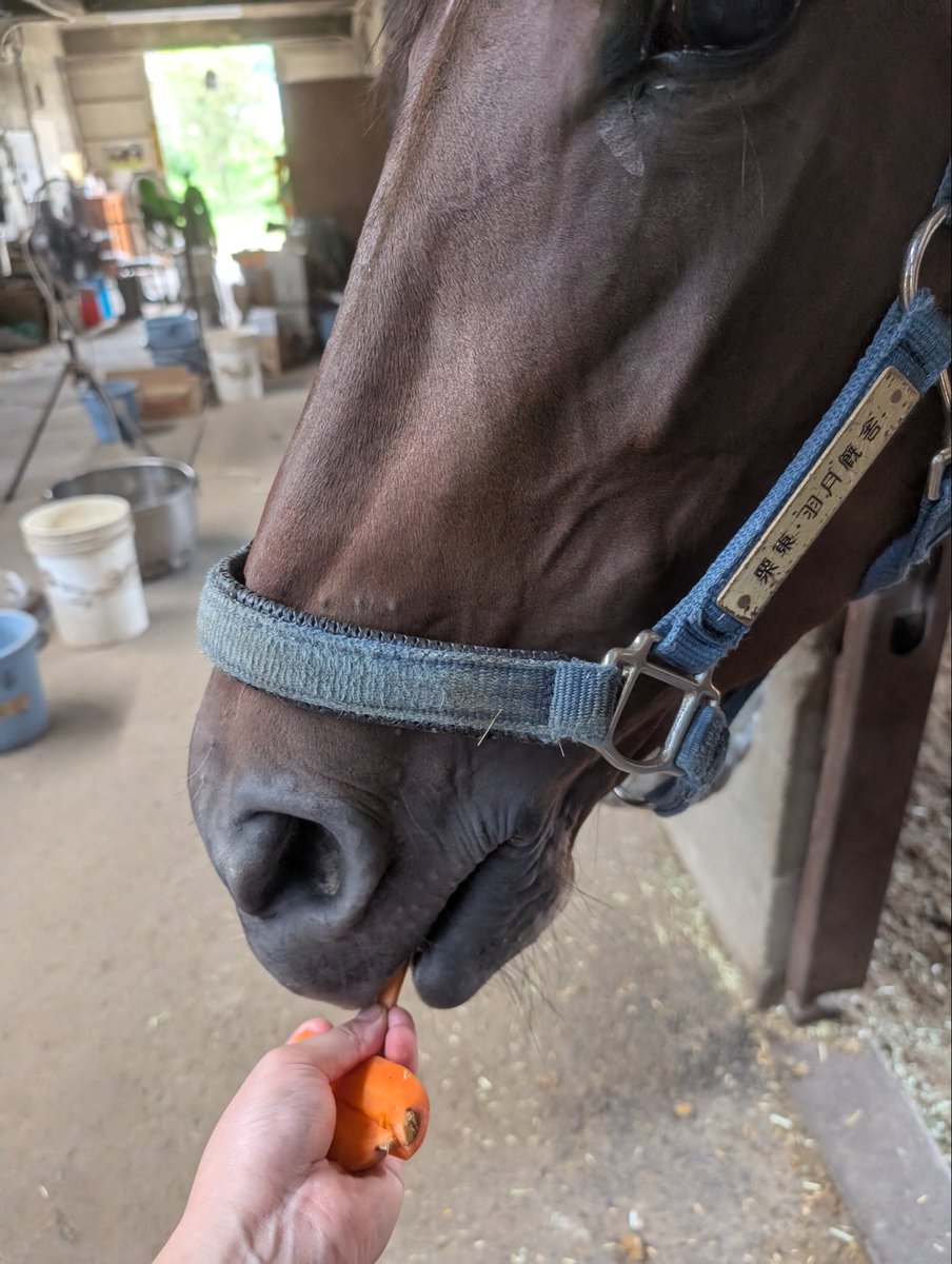 Xian99k's tweet photo. ④矢野厩舎

中津競馬場閉場後佐賀へ。
人参を食べてるお馬さんとくつろいでるお馬さんの写真が届きました。（名前わからず💦）そしてとても嬉しいとの声をいただきました。どうか応援よろしくお願いします。矢野厩舎様がこれからもご活躍されますよう祈っています。
現在の管理馬　16頭 https://t.co/kMb9WStrpK
