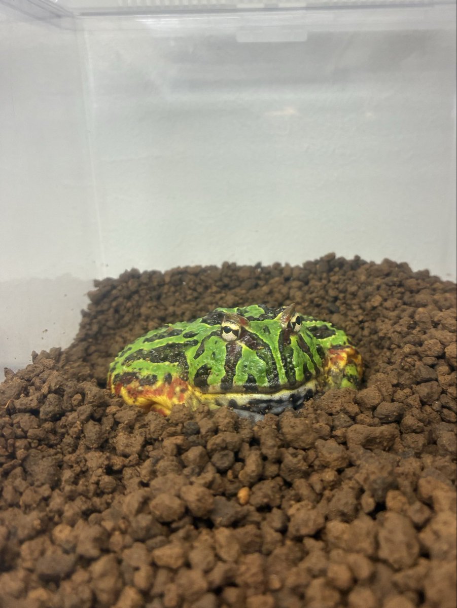 Horned_Froger's tweet photo. ここ数日はカエル時間多めにとれた。
自分の飼っているカエル達に囲まれ、ただ眺めるだけなのになんという充実感😮‍💨

さぁお昼からも仕事頑張るか。

 #ツノガエル https://t.co/4WvSjmjY73
