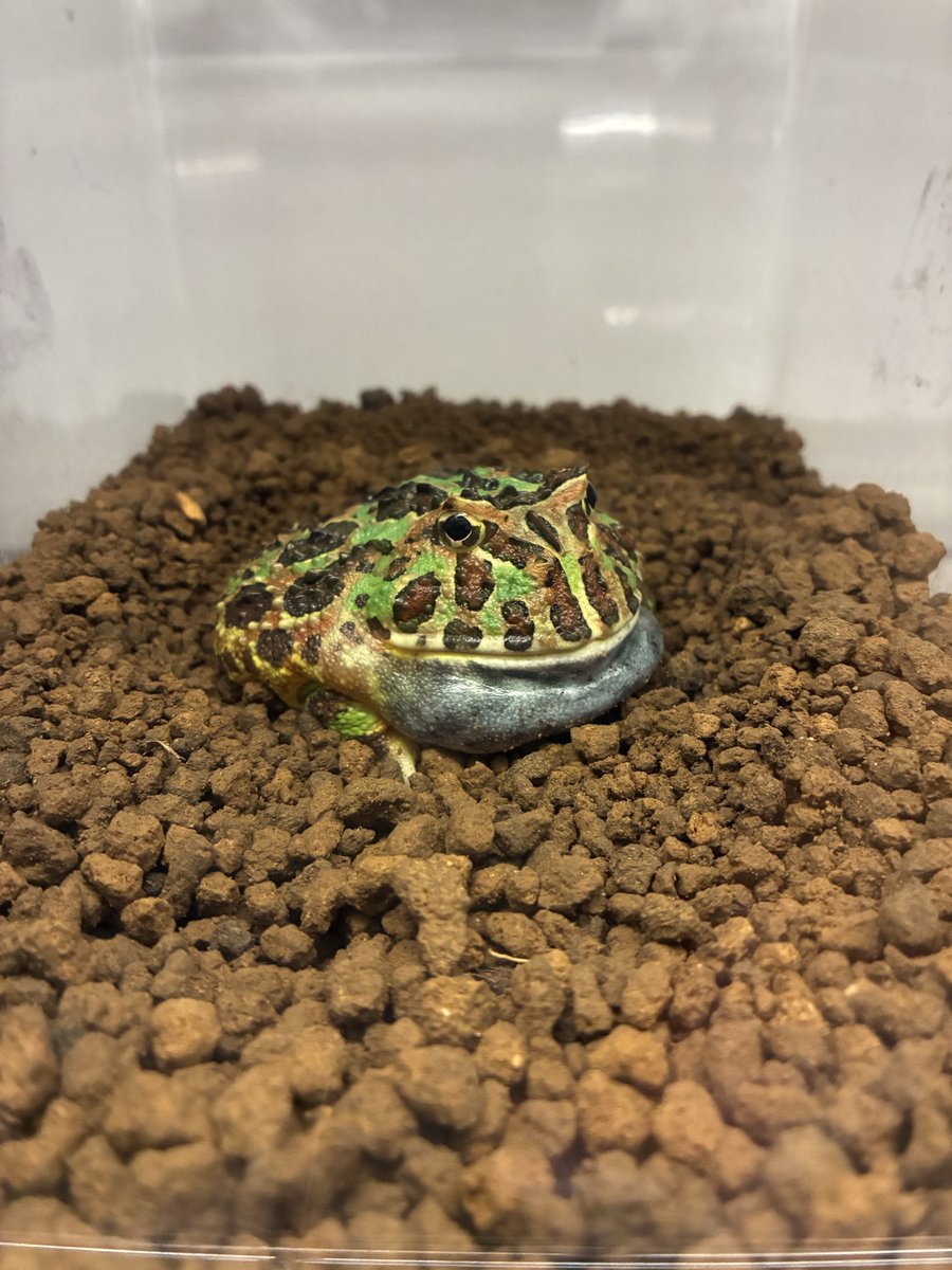Horned_Froger's tweet photo. ここ数日はカエル時間多めにとれた。
自分の飼っているカエル達に囲まれ、ただ眺めるだけなのになんという充実感😮‍💨

さぁお昼からも仕事頑張るか。

 #ツノガエル https://t.co/4WvSjmjY73