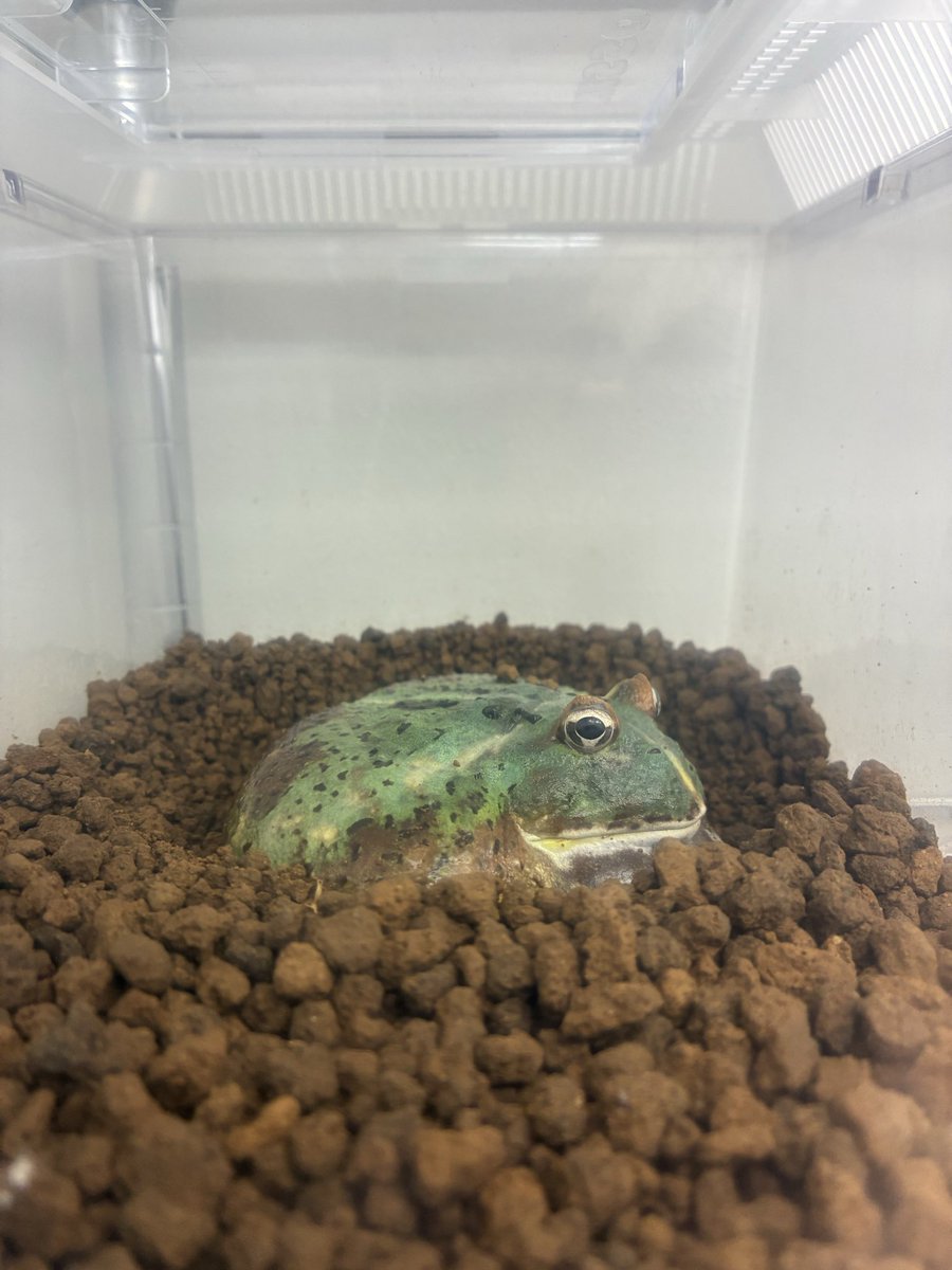Horned_Froger's tweet photo. ここ数日はカエル時間多めにとれた。
自分の飼っているカエル達に囲まれ、ただ眺めるだけなのになんという充実感😮‍💨

さぁお昼からも仕事頑張るか。

 #ツノガエル https://t.co/4WvSjmjY73