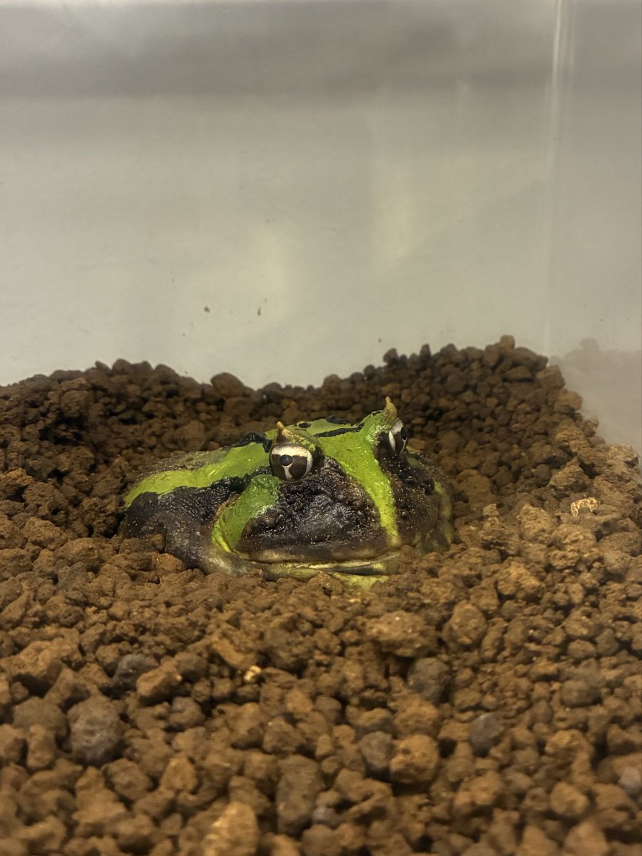 Horned_Froger's tweet photo. ここ数日はカエル時間多めにとれた。
自分の飼っているカエル達に囲まれ、ただ眺めるだけなのになんという充実感😮‍💨

さぁお昼からも仕事頑張るか。

 #ツノガエル https://t.co/4WvSjmjY73