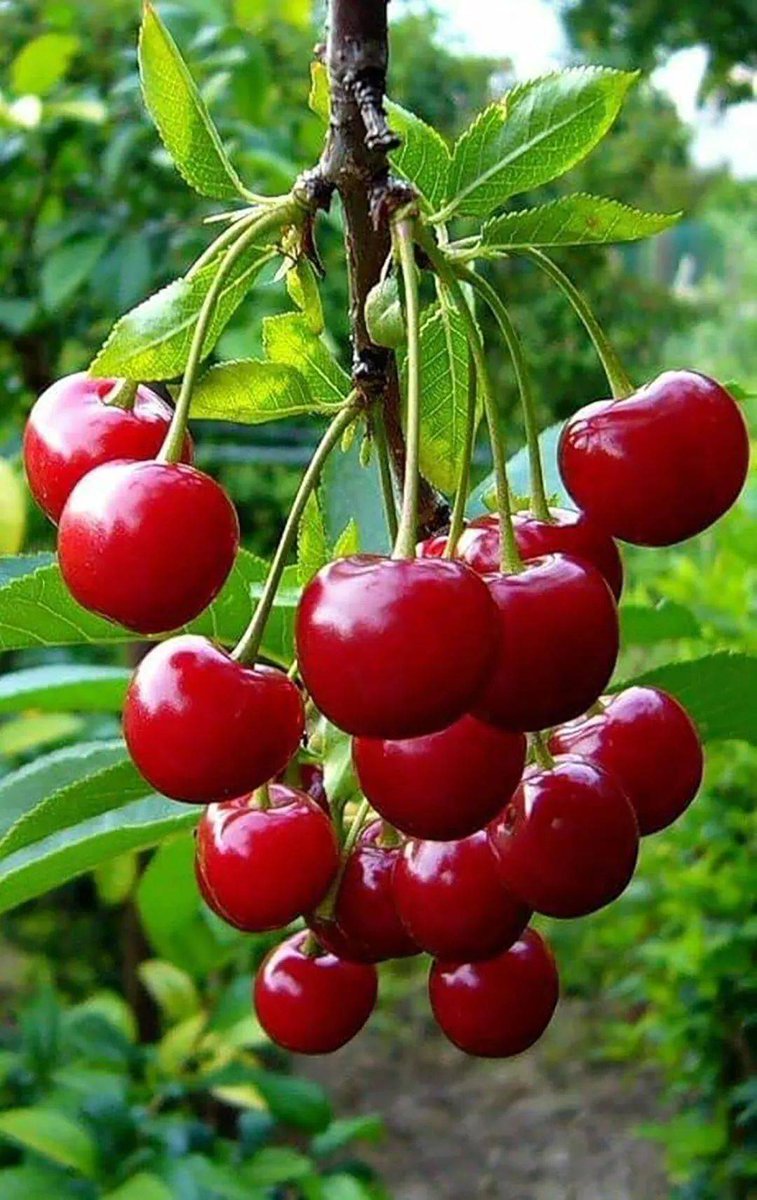 retr0sss1's tweet photo. Just tested the new organic cherry tomatoes! Bursting with sweet juiciness, no weird aftertaste—perfect for salads or snacking.  Highly recommend!， https://t.co/zQrETtHo11