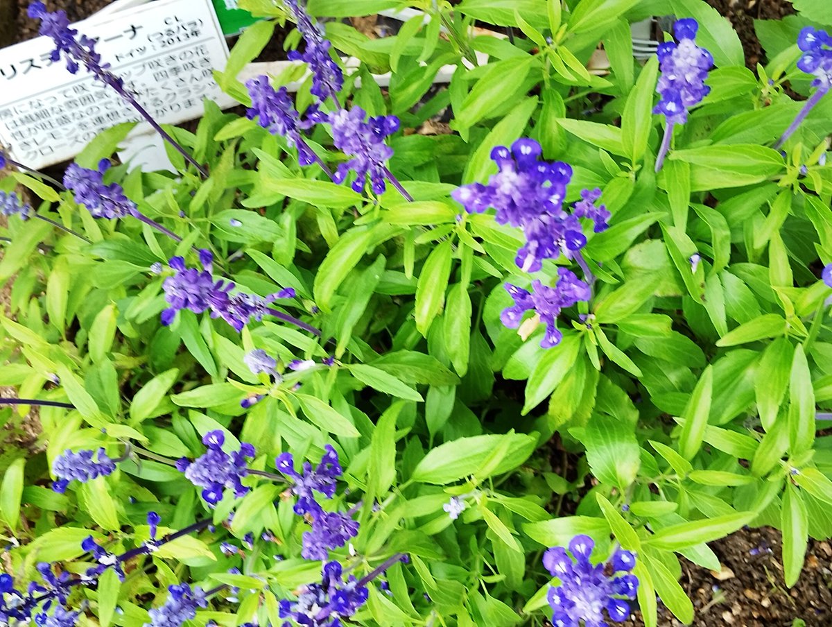 lovetankko's tweet photo. こんにちは😊🌹🌿

朝から片付けで大汗💦かいて
昼ランチは焼肉（お値打ち）
これから外回りに行ってきます🙆🚗
午後からも良い時間をお過ごし下さいね～✨🍧🥤🍉 https://t.co/lI6OBsdxYm