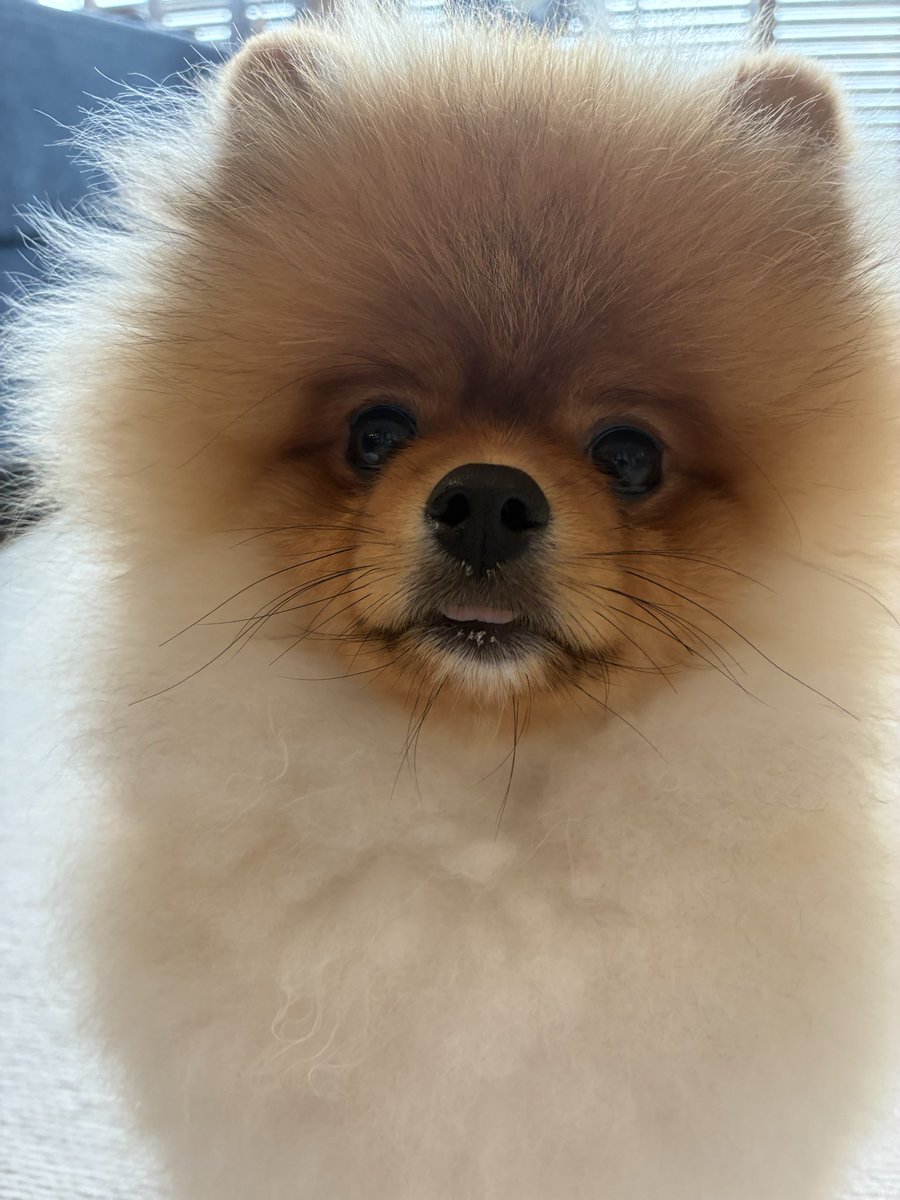 どすこいポメの大吉丸🐶 tweet media