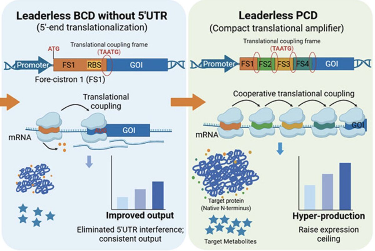 paperperday's tweet photo. Iterative Assembly of Leaderless Polycistronic Amplifiers for Context-Independent Expression in Corynebacterium glutamicum

"tandem start codons linked by translational coupling (taATG) drive iterative ribosome reinitiation, amplifying translation of GOI"
https://t.co/rQzty8Al1V https://t.co/jmjBLpvYqz