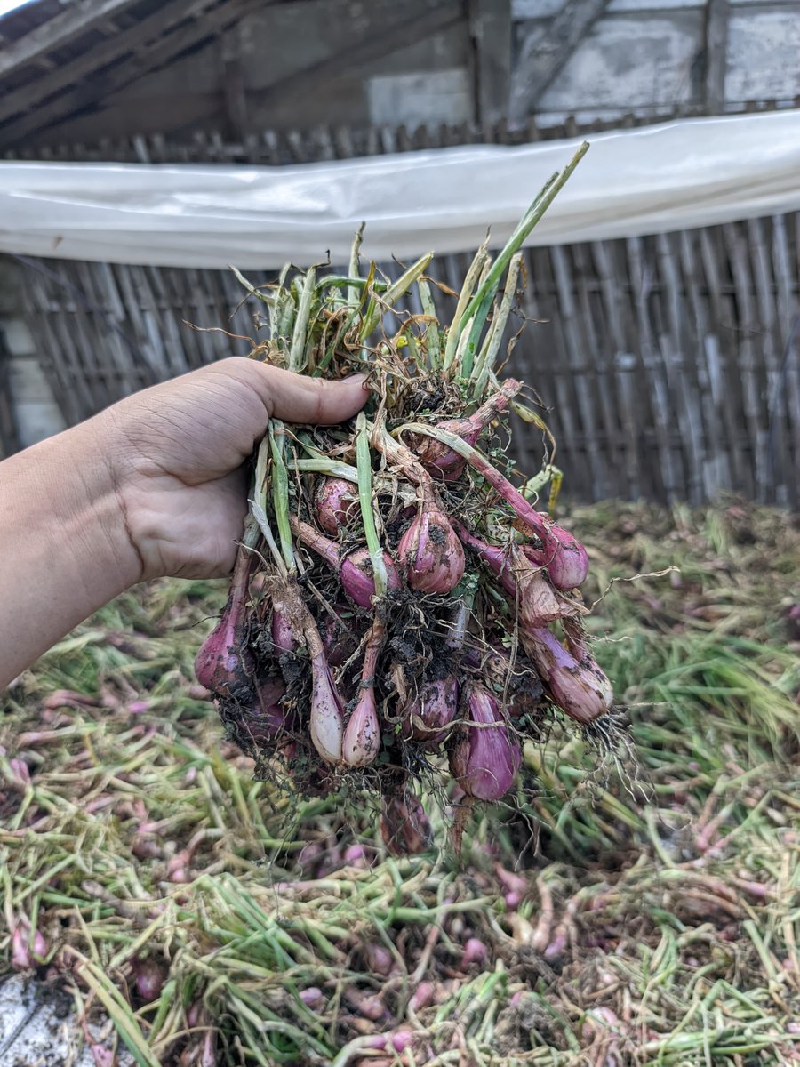 zuhal_zf's tweet photo. Bawang Merah Nganjuk 🧅 https://t.co/Z8MI04QCay