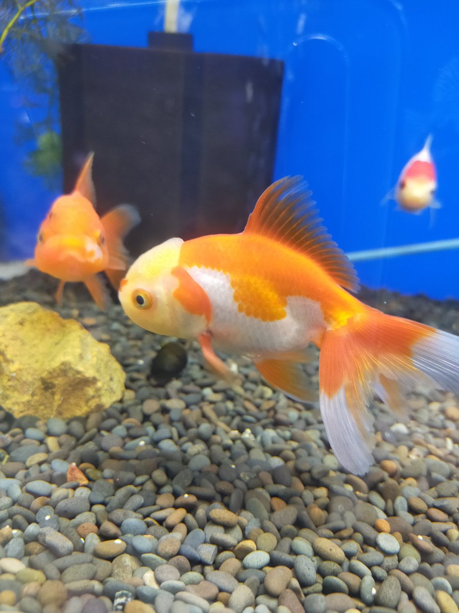 aqua_general's tweet photo. 夏といえば
金魚いろいろ入荷してます。
丸手の金魚多めですが、オランダシシガシラ、流金、丹頂、出目金など飼いやすい金魚が入荷です。
熱帯魚よりも難しい所もありますが、そこも面白いのが金魚です。
川本
#今日のアクアジェネラルのお魚 https://t.co/gCiG5Ba2va