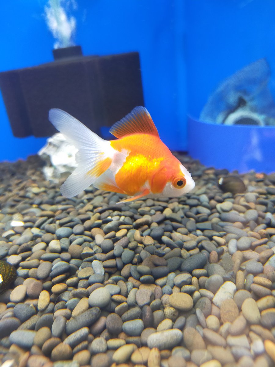 aqua_general's tweet photo. 夏といえば
金魚いろいろ入荷してます。
丸手の金魚多めですが、オランダシシガシラ、流金、丹頂、出目金など飼いやすい金魚が入荷です。
熱帯魚よりも難しい所もありますが、そこも面白いのが金魚です。
川本
#今日のアクアジェネラルのお魚 https://t.co/gCiG5Ba2va