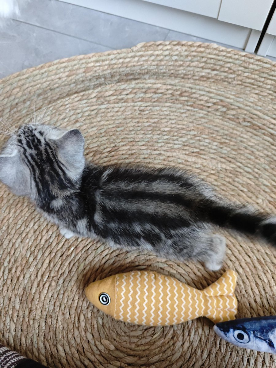 1990Lexac's tweet photo. Meet Mochi, our chonky tabby kitten! From tiny ball of fluff to zooming fur baby in 6 months – every purr is a joy we never take for granted. https://t.co/cKjCmp4h13