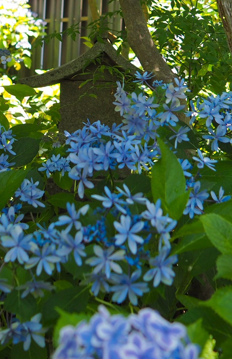 dandan_up's tweet photo. 昨日梅雨の晴れ間に鎌倉へ行ってきました紫陽花で人気な場所には行かず静かにゆったりと過ごせる所に行ってきました https://t.co/FddmKfjmam